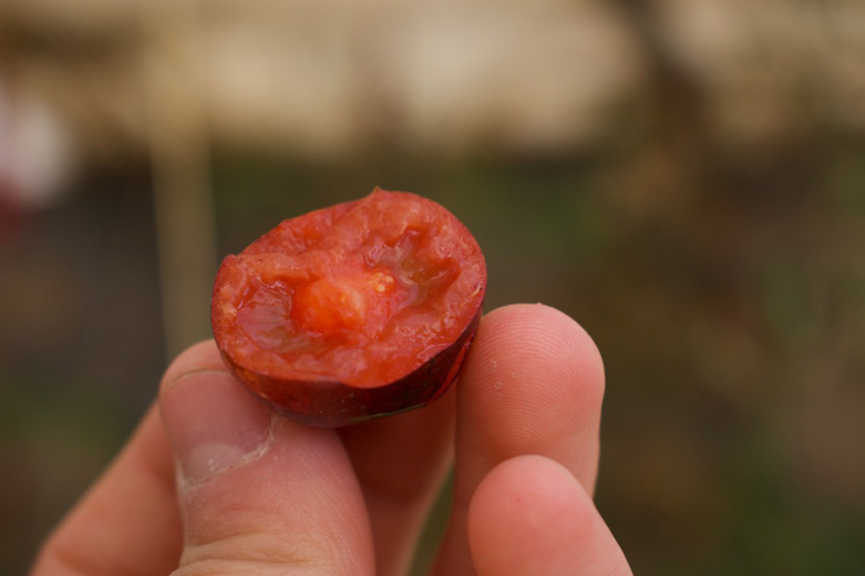 The flesh grows darker as the fruit ripens, but still resembles and tastes like a cherry tomato.
